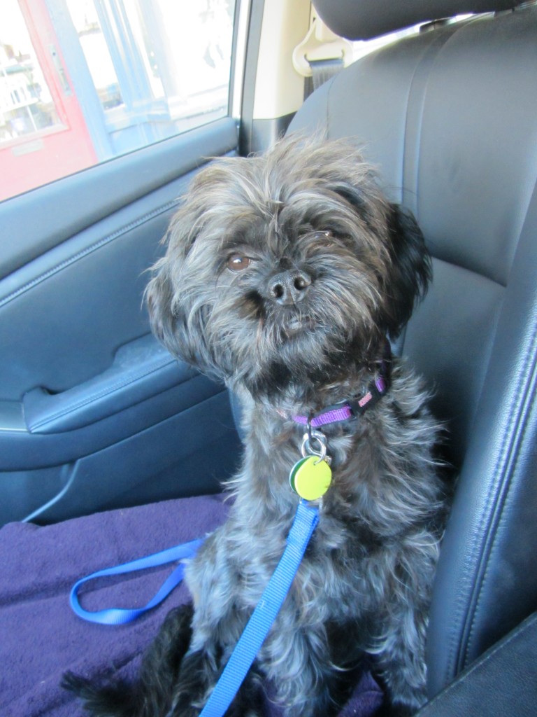 365 Project: 1/4/2013 Milo before his first groomer visit