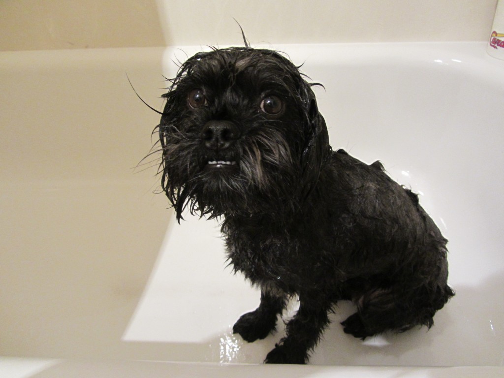 dog, wet, bath, sitting, black