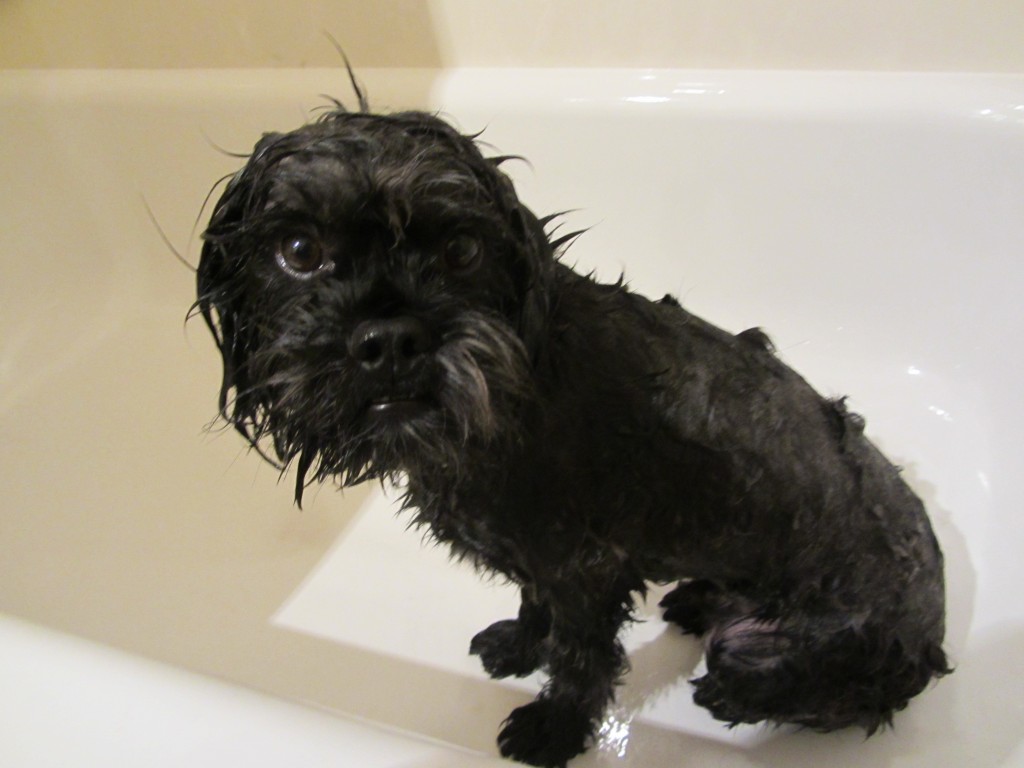 dog, black, wet, bath, sitting