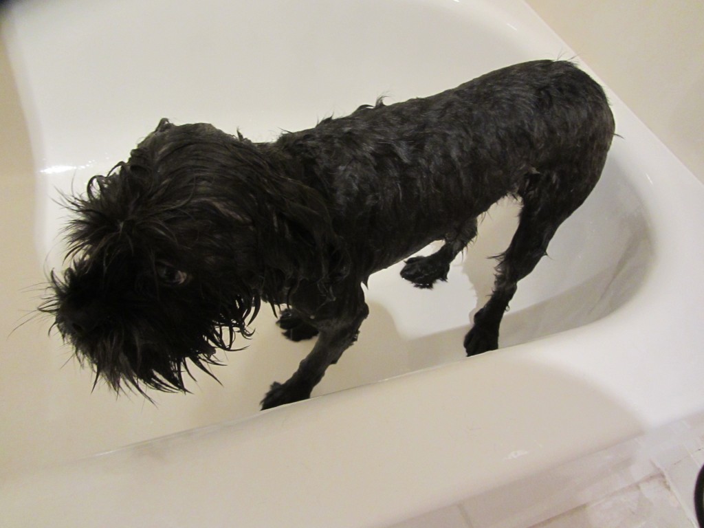 wet, dog, black, bath, bathtub