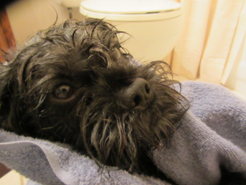 dog, wet, towel, bath