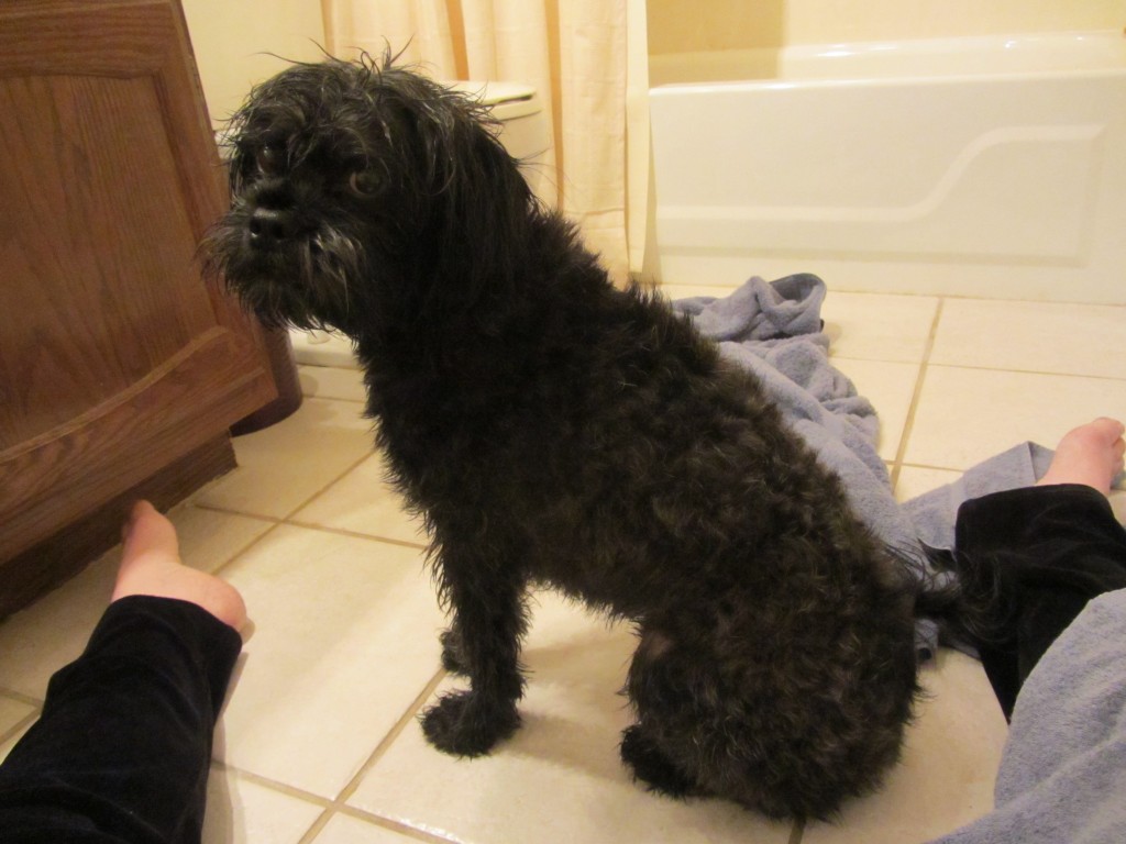 dog, wet, bath, black, sitting