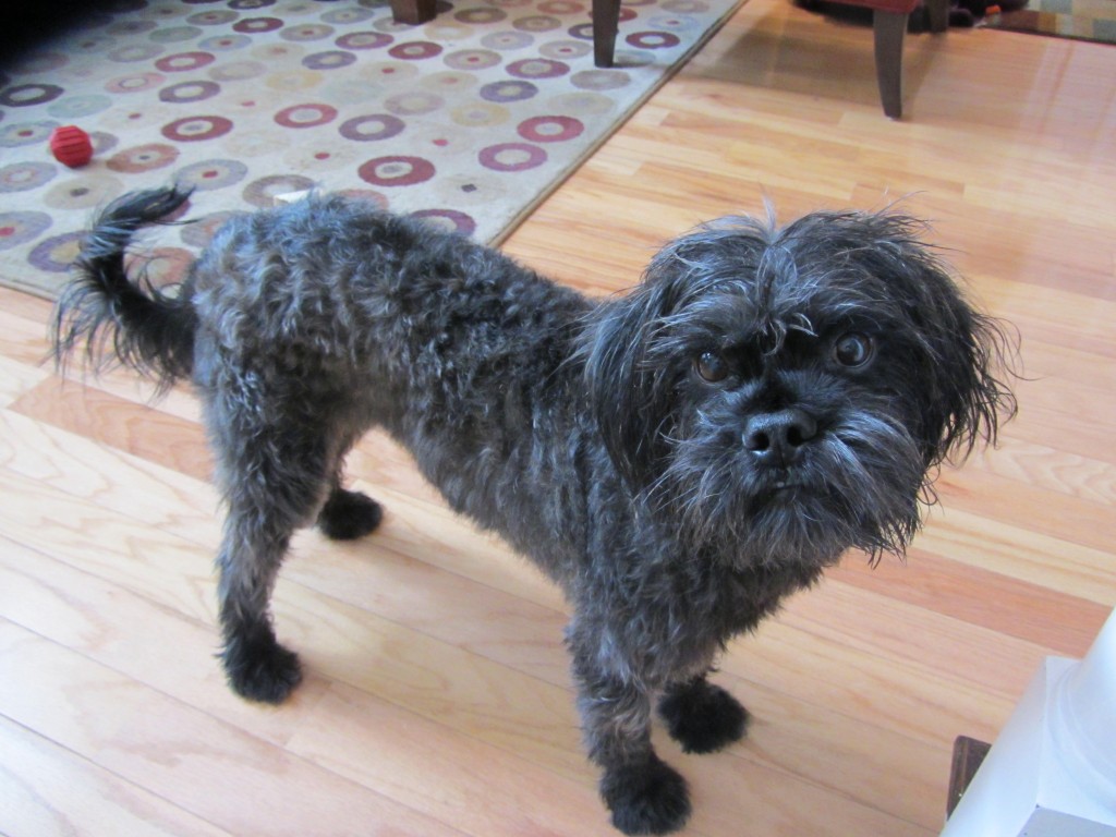 Milo, dog, black, clean, bath, fluffy