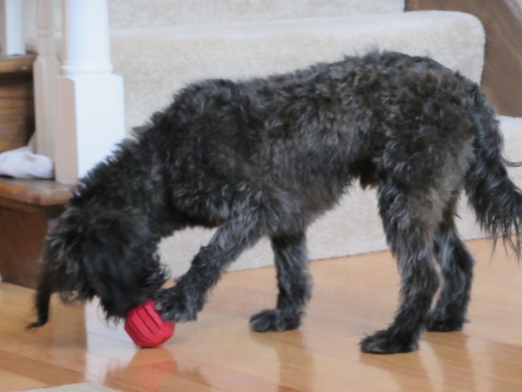 dog, black, knog, toy, food, paw