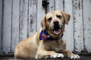 dog, fence, lab, yellow