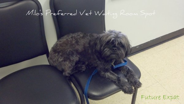 Milo in vet waiting room after getting vaccinated for Lepto