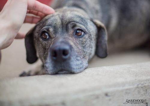 Adopt a Rescue Dog: Astrid Needs a Home