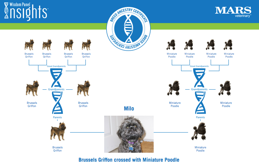Dog DNA test results for Milo