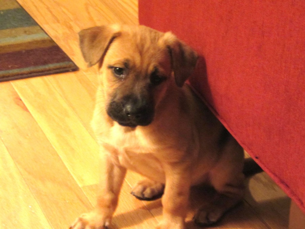 Jojo rescue puppy 3