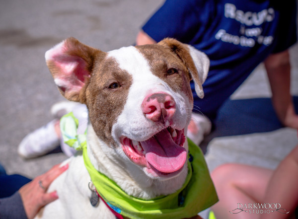 Adopt a Rescue Dog: Bill Needs a Home