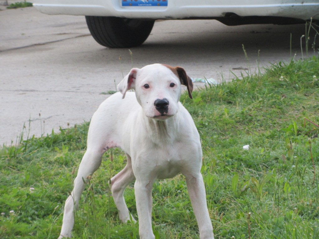 East St. Louis stray dog - white