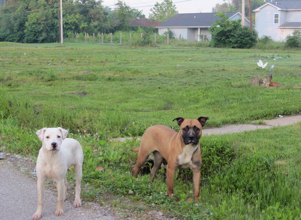 East St. Louis stray dogs