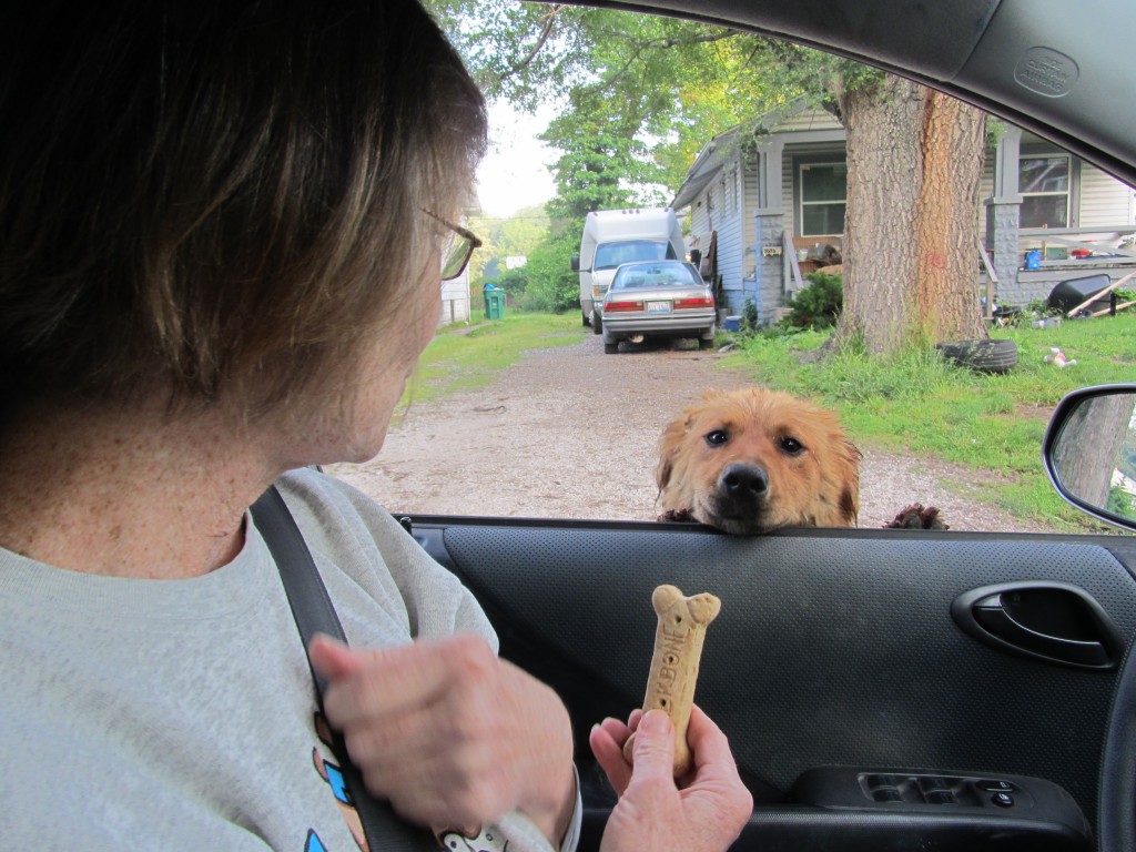 PJ offering a bone to a stray dog
