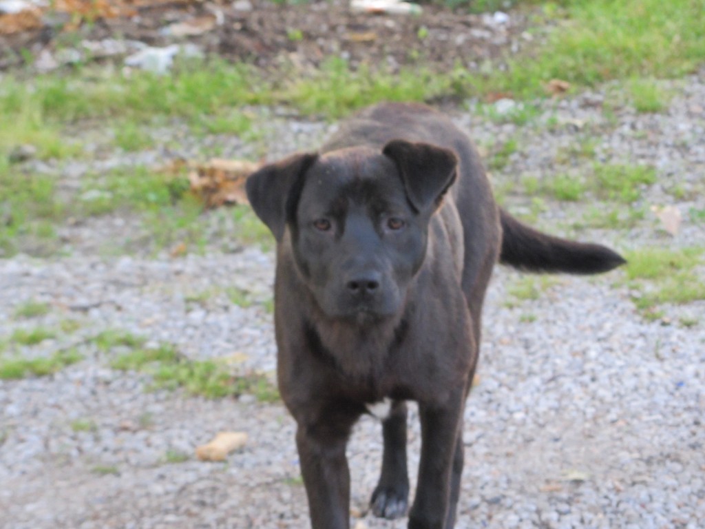 East St. Louis stray black dog