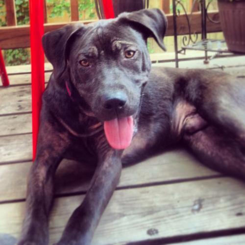 Adopt a Rescue Dog: Bryce Needs a Home