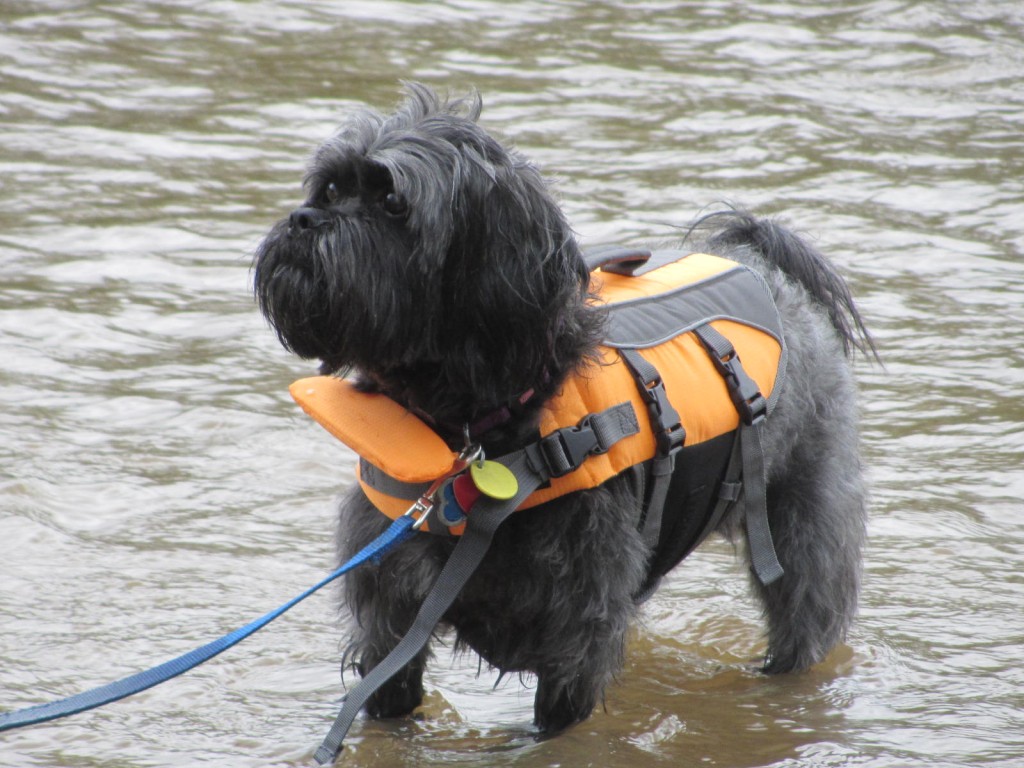 Milo in dog life jacket