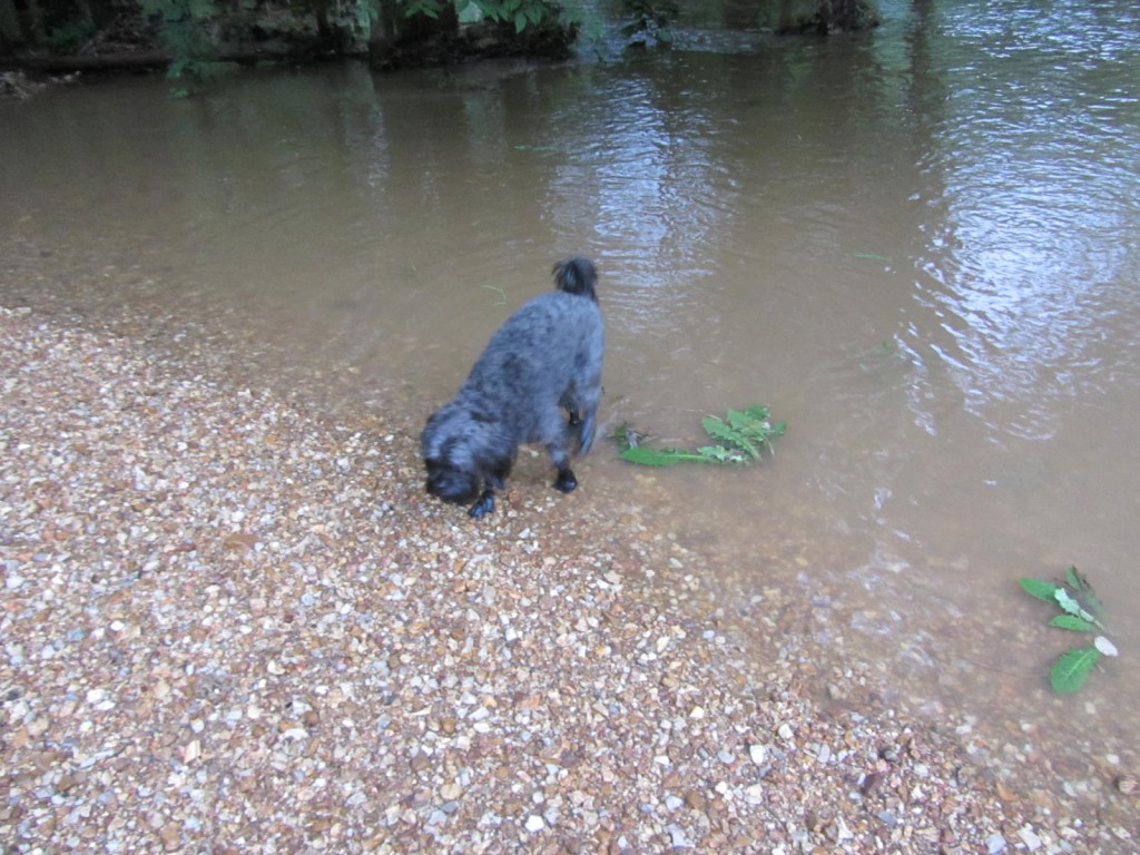 Dog in water at campground