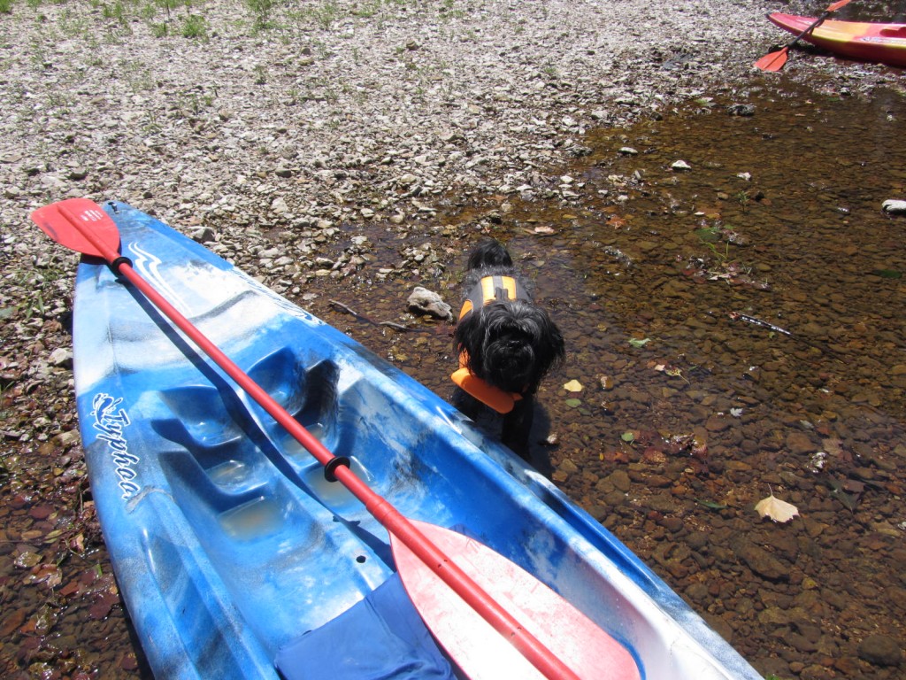 Dog and kayak