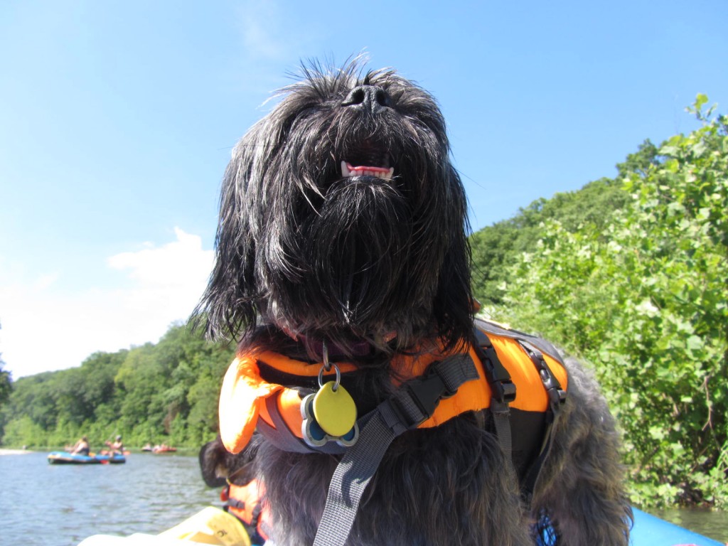 Happy dog in raft