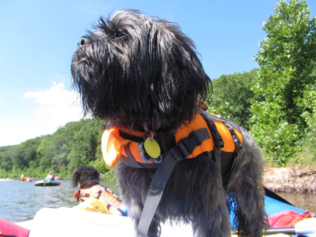 Dogs in a raft