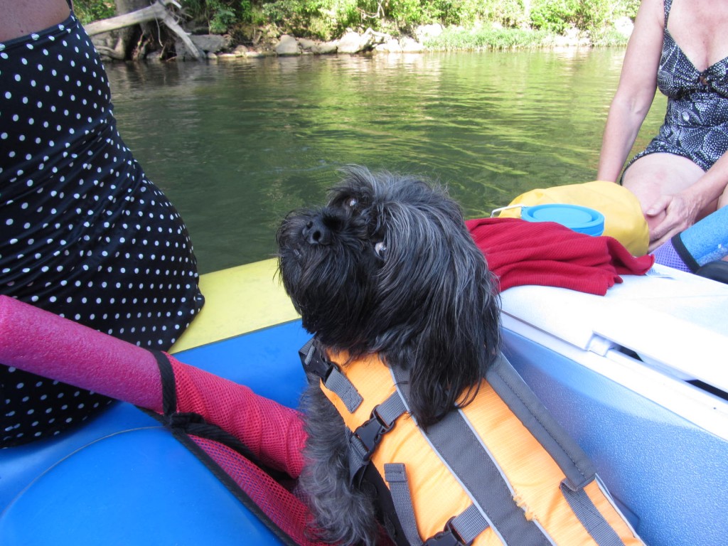 Milo enjoying a raft ride