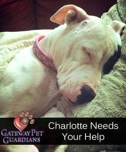 Saving Charlotte ~ Gateway Pet Guardians to the Rescue