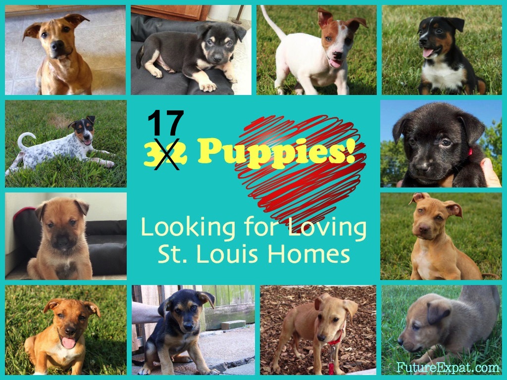 32 Puppies Looking for St. Louis Homes!