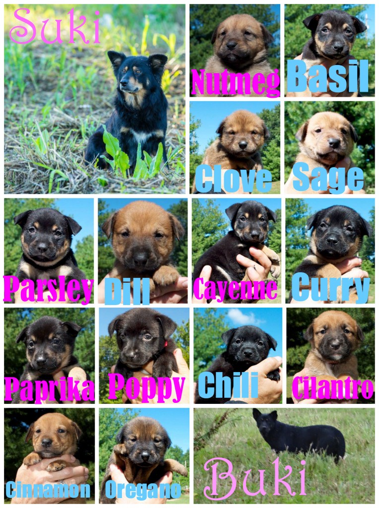 Puppy collage - adopt a puppy in St. Louis