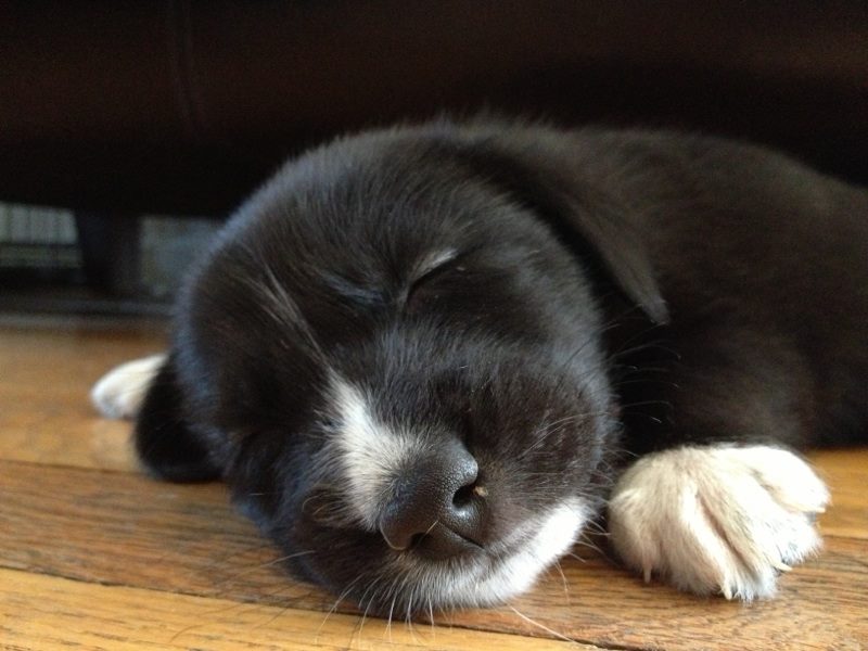 Adoptable puppy - Cosmo