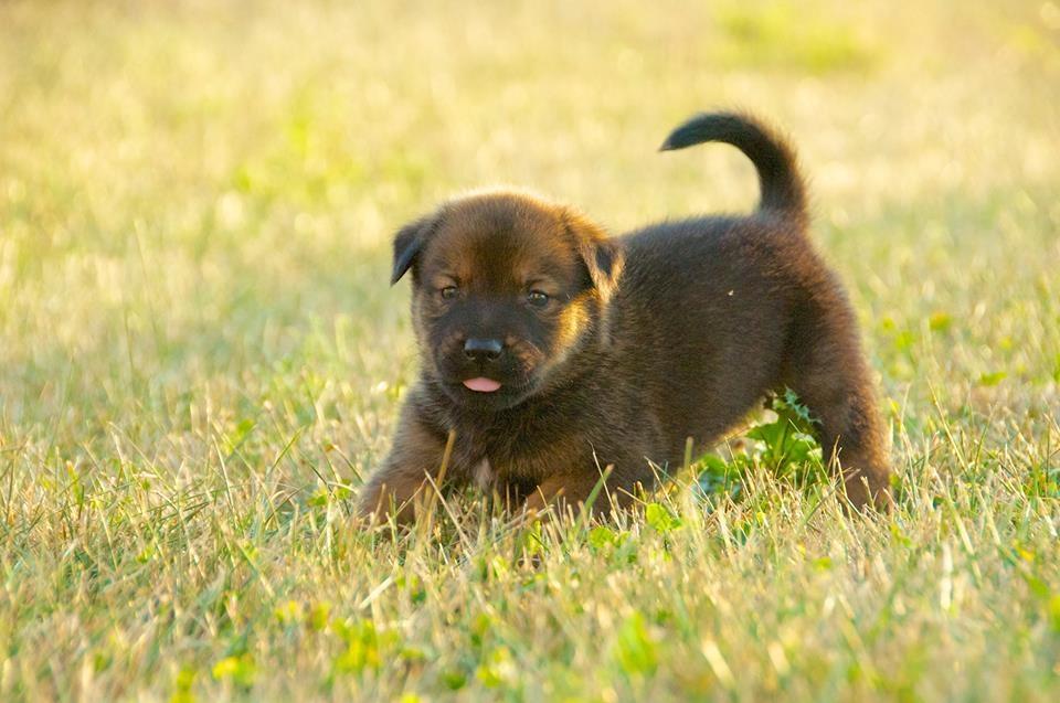 Adoptable puppy (male) - Oregano