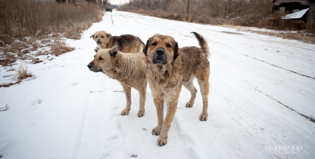 Strays in snow - photo credit David Carlyon