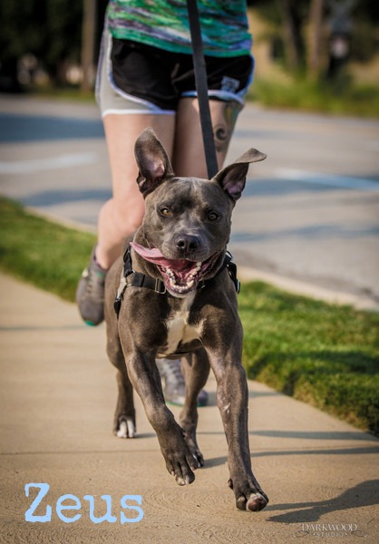 Gateway Pet Guardians rescue dog - Zeus
