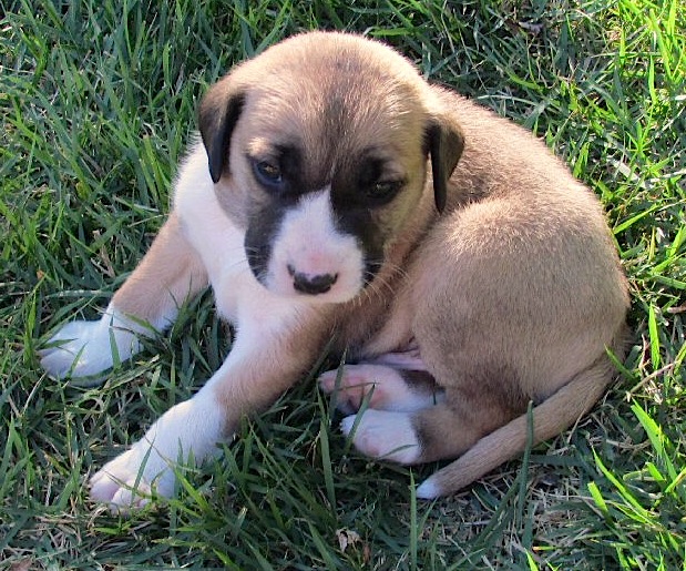 Adoptable puppy -  Caesar