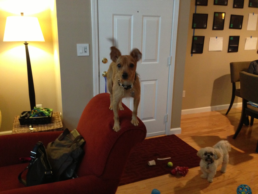 Benji perched on a chair when Lexi visited