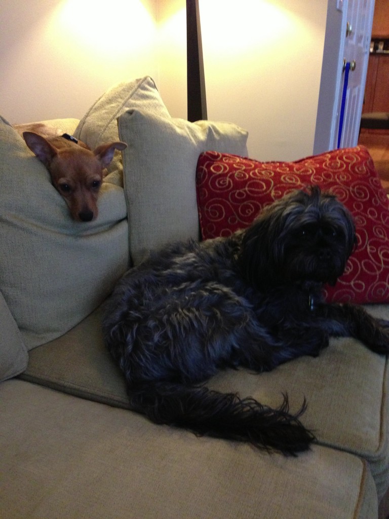 Benji laying on the couch - foster dog with Gateway Pet Guardians