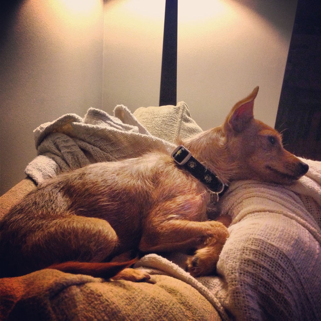 Benji on top of the couch cushions