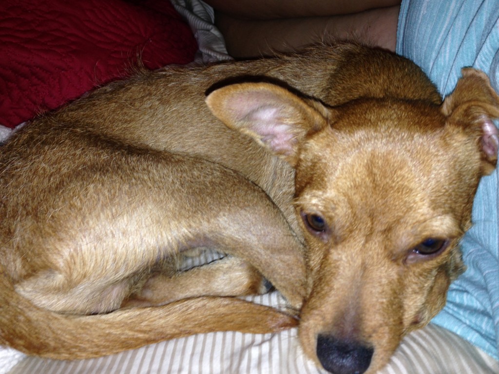 Benji curled up at night  - foster dog with Gateway Pet Guardians