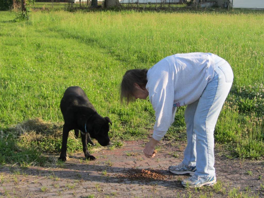 PJ Hightower with Gateway Pet Guardians feeding a stray dog