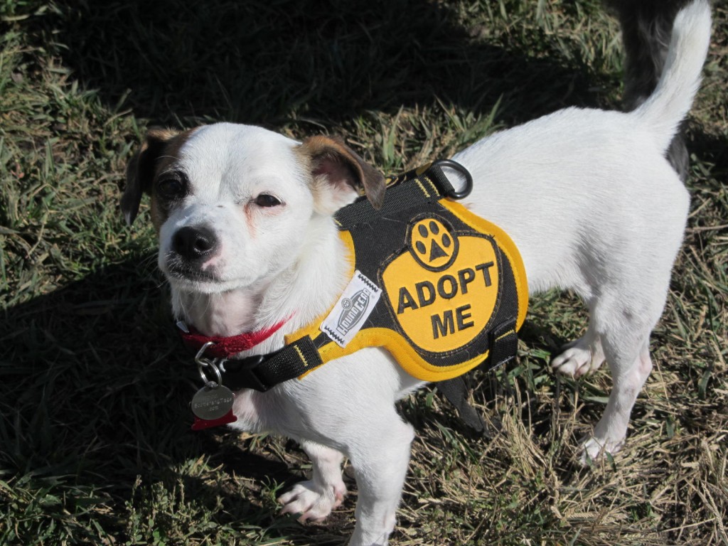 Adopt Romper - wearing vest