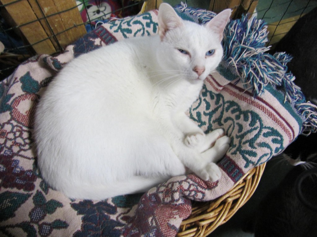 Clowder House white cat