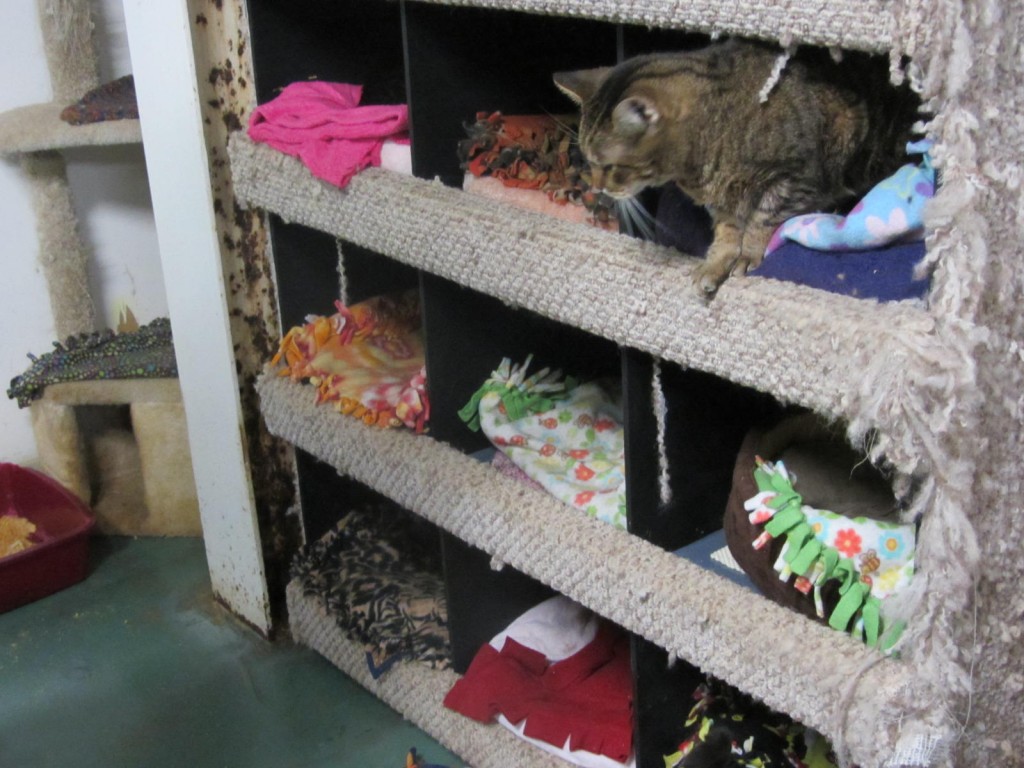 Clowder House cats sleeping in cubbies