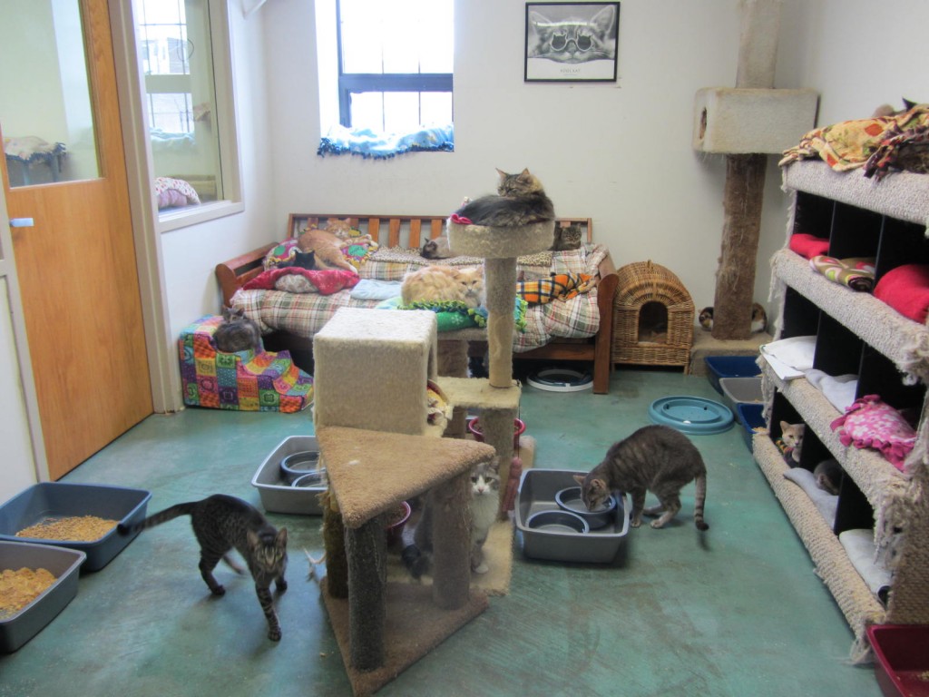 Clowder House cat room