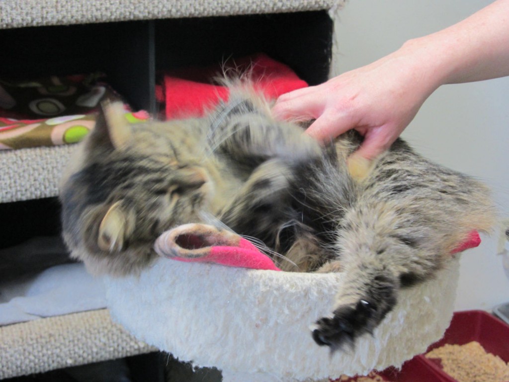 Clowder House cats love belly rubs