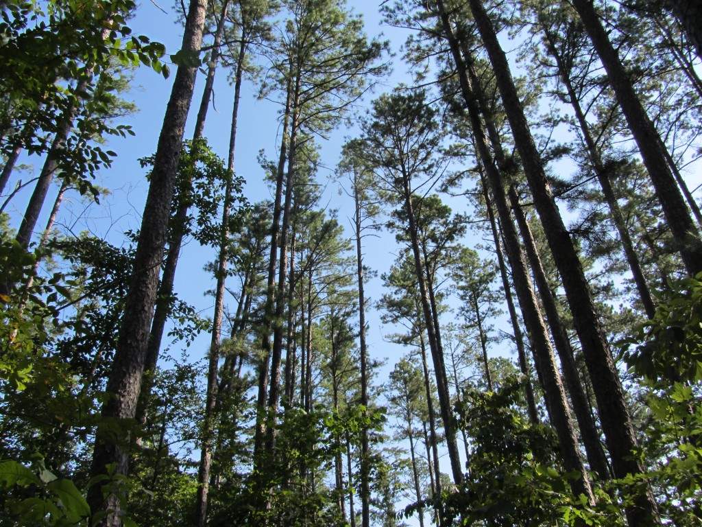 Sherwood Forest Camp trees