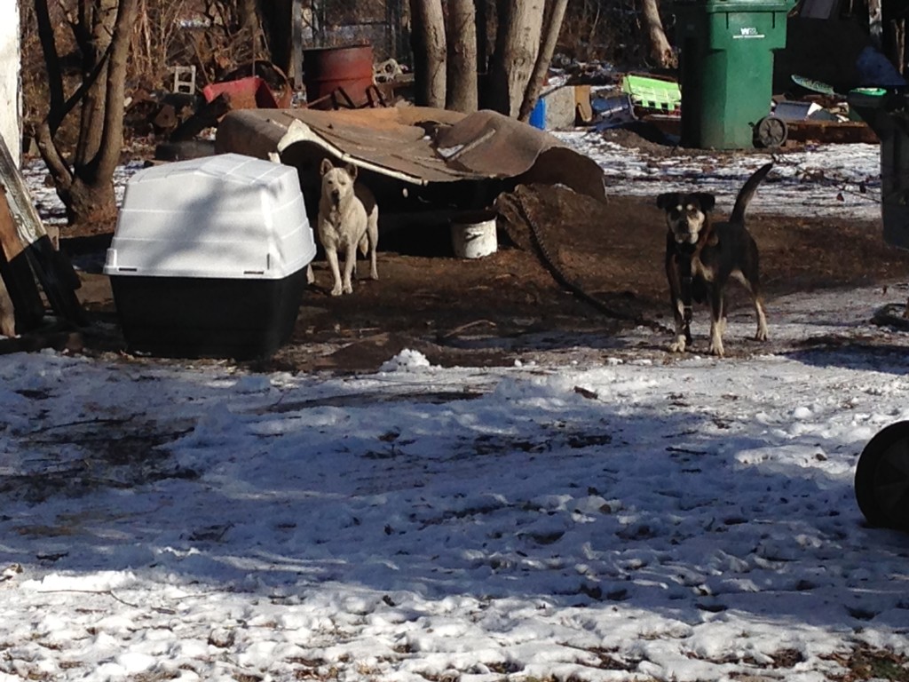 Dog with new dog house from Gateway Pet Guardians