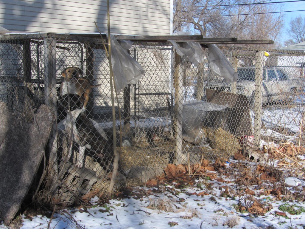 East St Louis dogs without good shelter