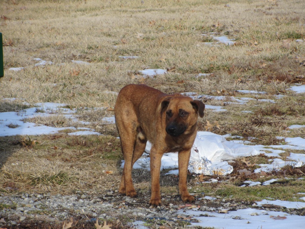 Stray dog in East St Louis