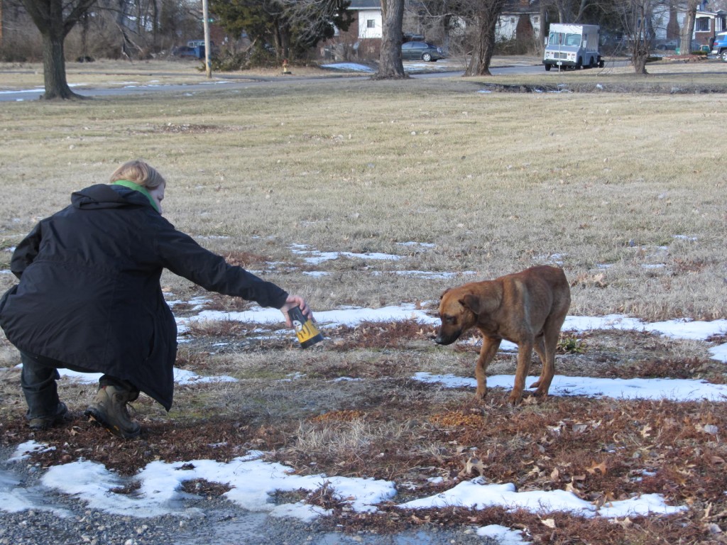 Hungry stray dog