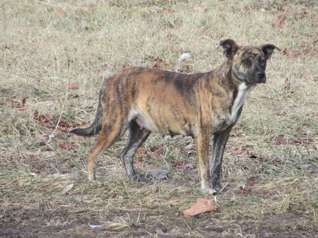 Pregnant dog in East St Louis