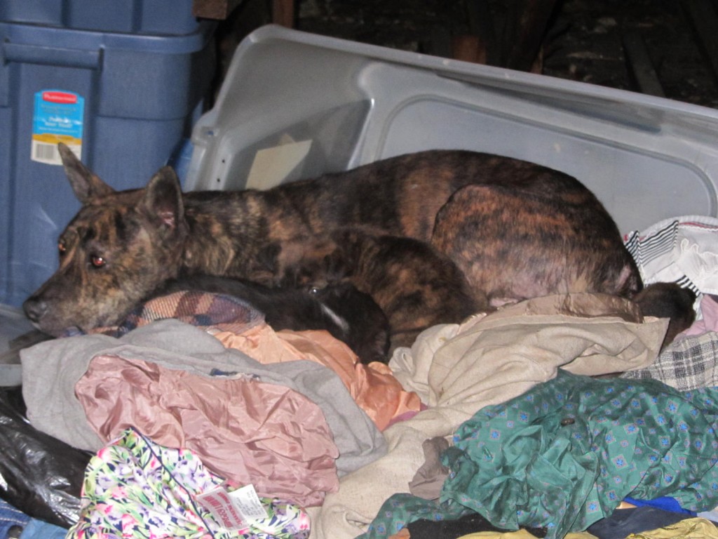 Dog with new babies in abandoned East St Louis house